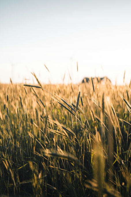 A close up of a wheat field
