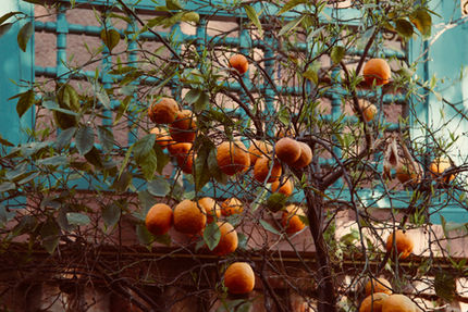 ウズベキスタンの杏は日本のものよりも大きくて甘いです