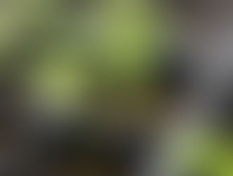 Young green seedlings in black plastic trays with soil, under soft light. The setting is a greenhouse or indoor gardening space.