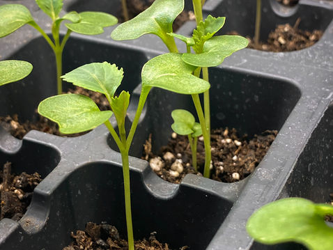 Young green seedlings in black plastic trays with soil, under soft light. The setting is a greenhouse or indoor gardening space.