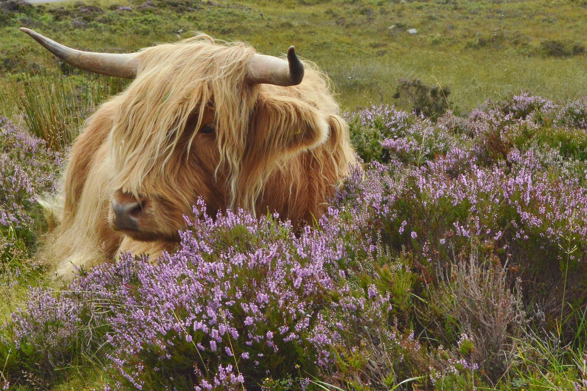 Ecosse