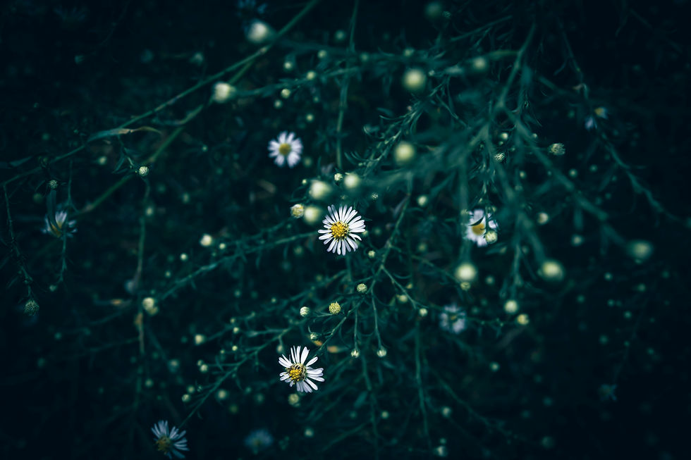 Wildflowers of hope and healing.