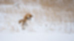 Image by Birger Strahl