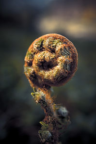 Image by Rowan Freeman
