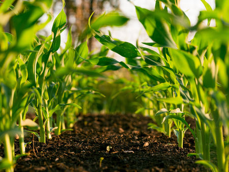 Our Soil