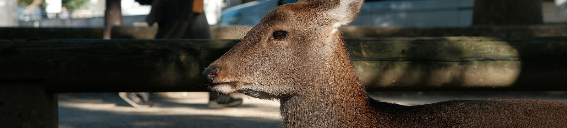 Nara Japan Deers