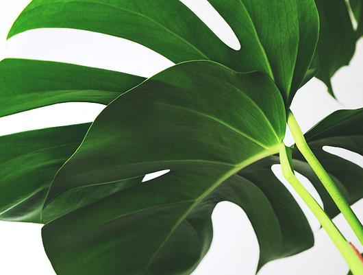 Green Elephant ear leaf | online therapy in Georgia | virtual therapy | online therapist | 30081 | 30082 | 30080