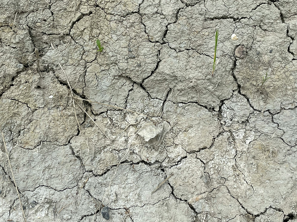 saline soil