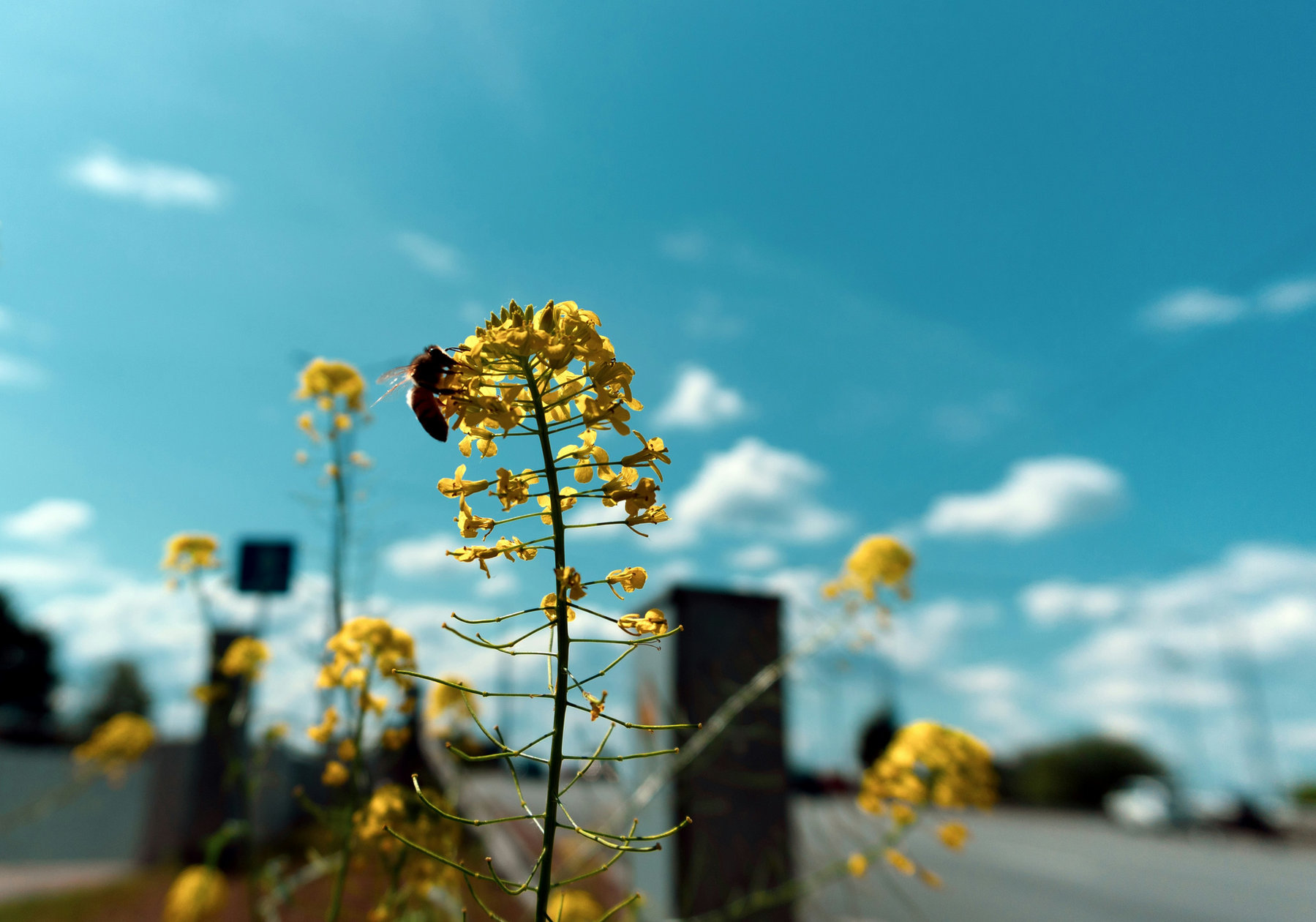 How to combat symptoms in peak hayfever season