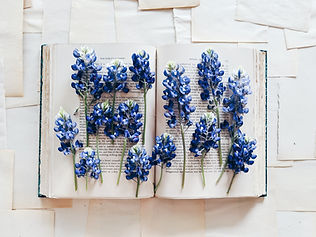 Image by Joyce McCown