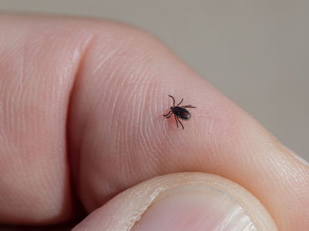 Pine County 3rd Highest in Lyme Disease