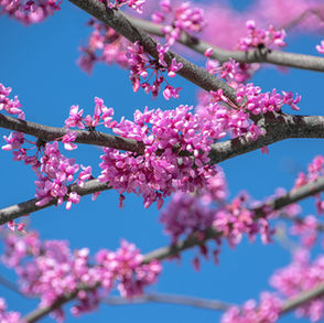 Close-up of pink redbud tree blossom (Cercis) flowering on branches against a blue sky in spring