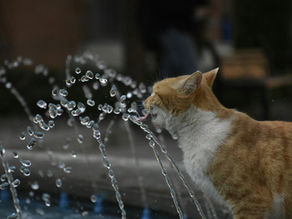 Un chat qui boit à une fontaine