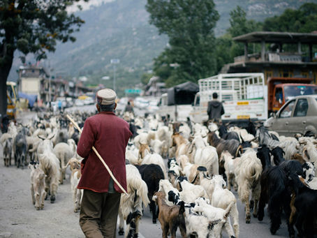 Shepherd facing an uncertain path. UNSPLASH