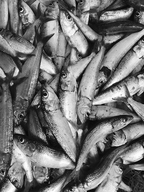 Dampak negatif penangkapan ikan berlebih atau overfishing