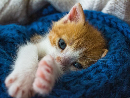 Mudah Dan Simpel, Inilah Cara Mengukur Suhu Tubuh Kucing Paling Efektif
