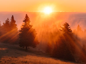 Sunset over pine forest with golden rays and mist creating a serene, warm atmosphere. Orange and yellow hues dominate the scene