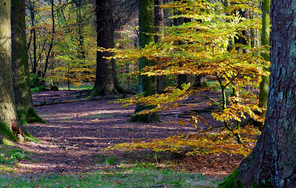 Paul Goddard Woodland Burial Celebrant Sussex, Surrey and Kent