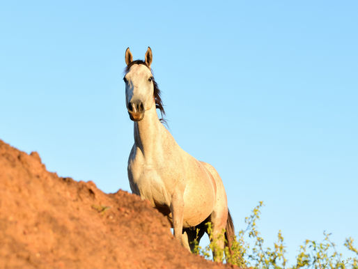 Spurenelemente beim Pferd: Das sollte man wissen