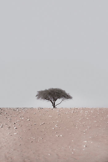 a lone tree in the desert, an image used for the poem Bila, Malaysia by Rheanne Wong