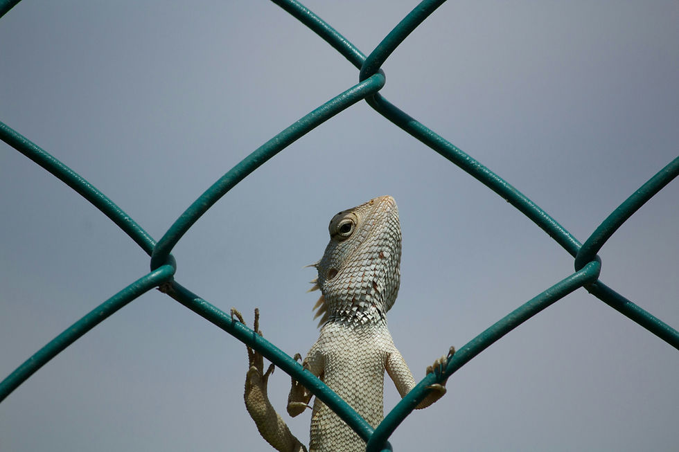 Small lizard clings to a teal chain-link fence against a gray sky, its head raised alertly.