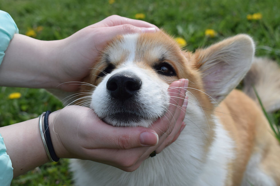 Nahaufnahme eines Hundes, der sein Kinn auf eine ausgestreckte Hand legt