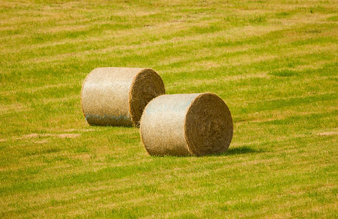 Hay That Rode Premium Rhodes Grass Hay and Wheat Hay for Livestock | SOFT Agriculture