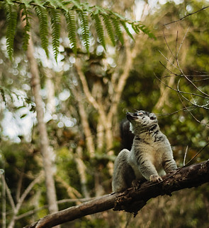 Image by Sandy Ravaloniaina