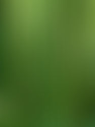 Can Sustainable Bamboo Products Survive a Broken Trade System?