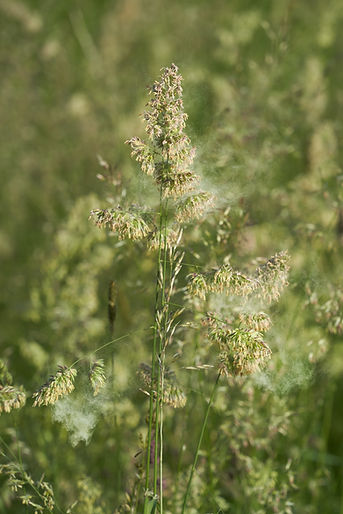 Seasonal allergies treatment London Ontario