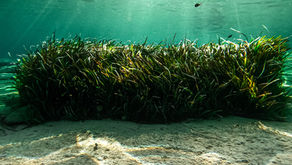 Jodium : Ontdek de natuurlijke boost voor je gezondheid