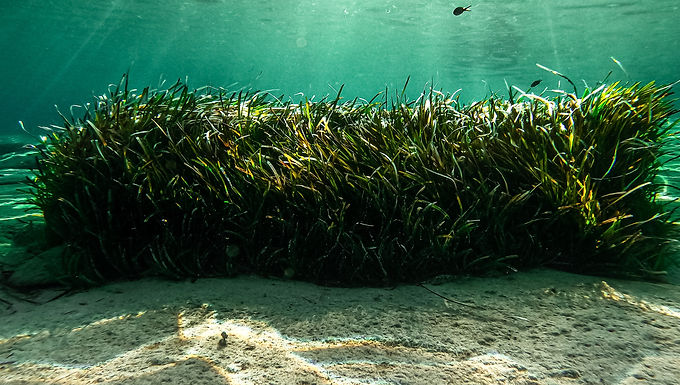 Mapping seaweed beds using multispectral imagery retrieved by UAVs