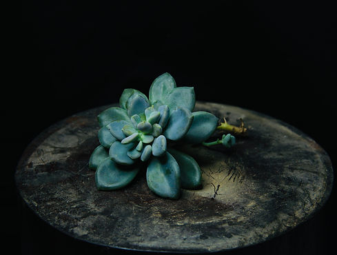 Image by Nguyen Chieu