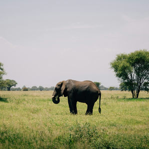 Elephants crossing open grasslands in Ngorongoro Crater