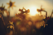 Image by Liana S
