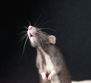 Image by Nikolett Emmert