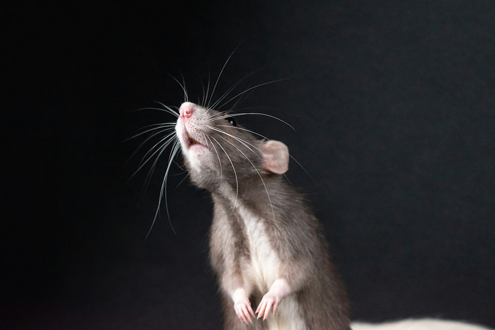Image by Nikolett Emmert