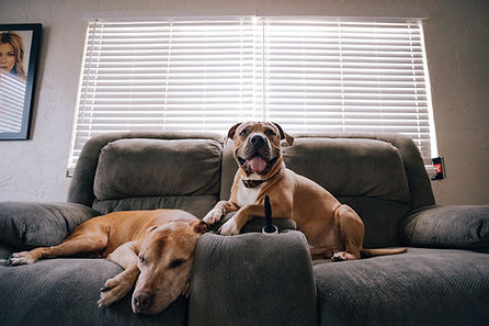 Two dogs on a sofa