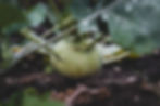 ree