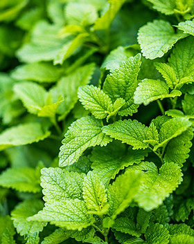 Mint