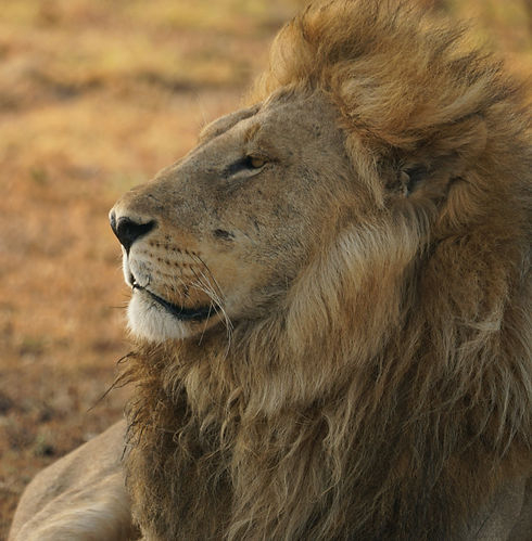 Image by Gurth Bramall