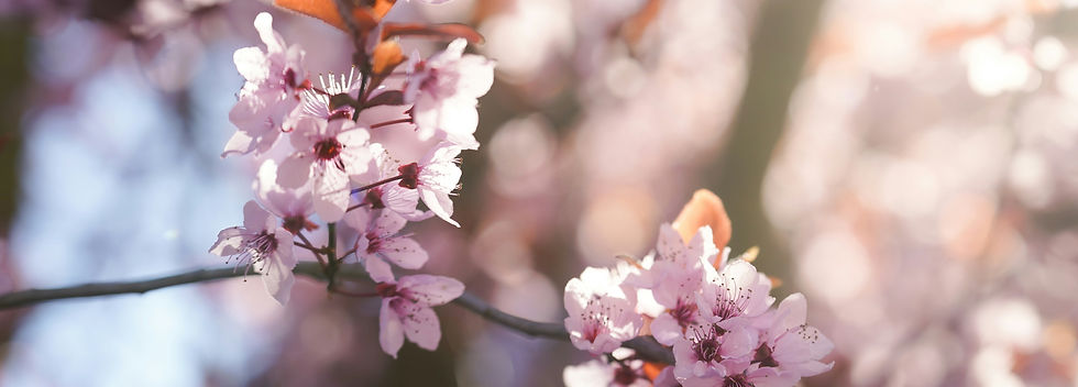 Image by Pascal Debrunner