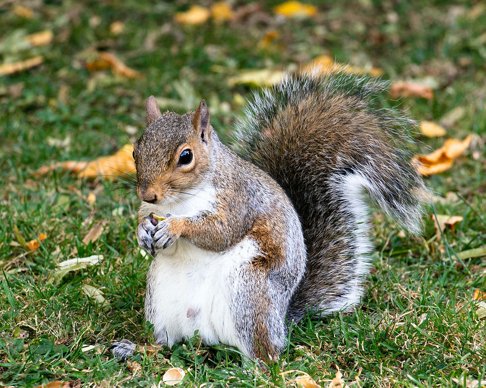 squirrel in nature - Image by Ryan Hyde