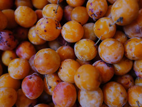 🍑 La Mirabelle, l’or du jardin