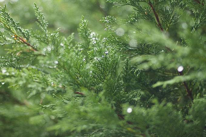 Image by Petra Machaňová