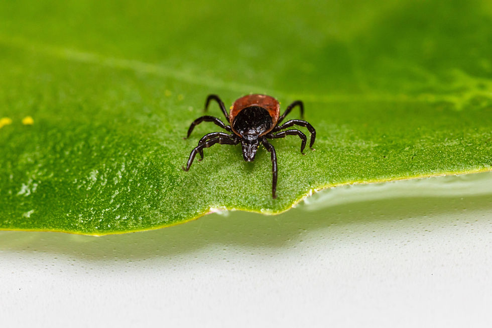 Image by Erik Karits