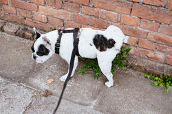 Pourquoi mon chien urine en plusieurs fois ?