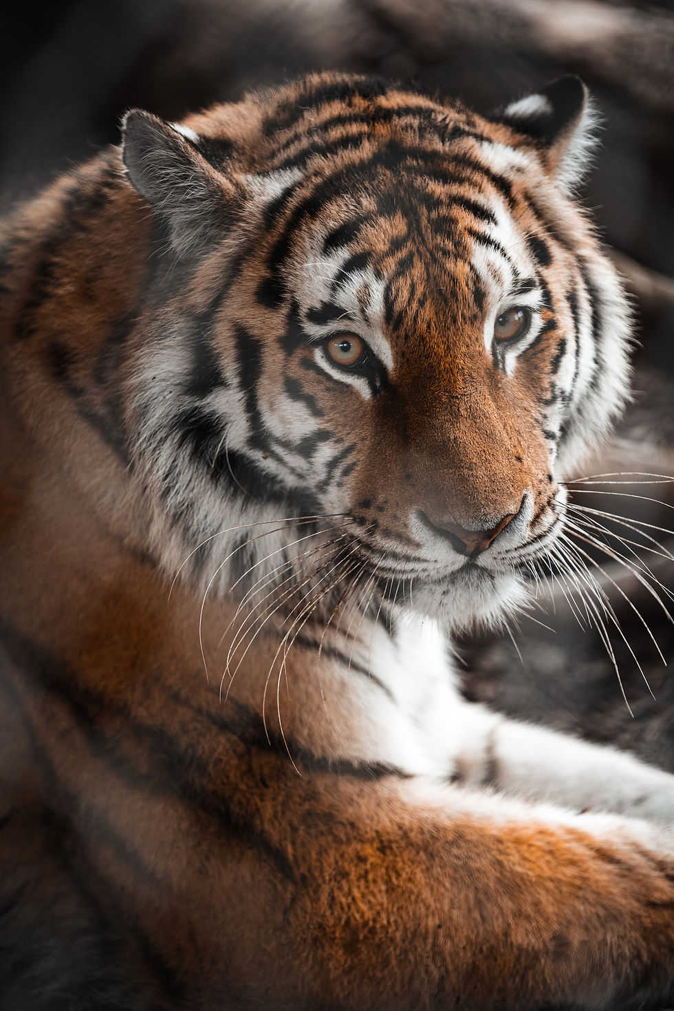Image by Janosch Diggelmann