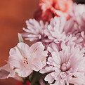 Image de Zoë McCrum
