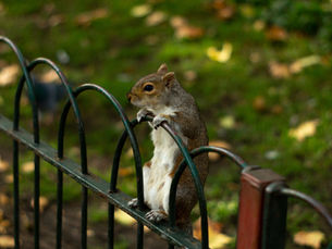 Squirrel perched on metal fence, gripping bars, in a park with green grass and fallen leaves. Calm and curious mood.